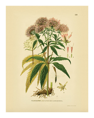 Botanical Series 520 *