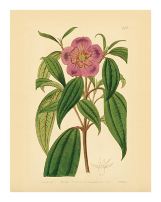 Botanical Series 672 *