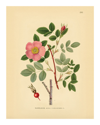 Botanical Series 293 *